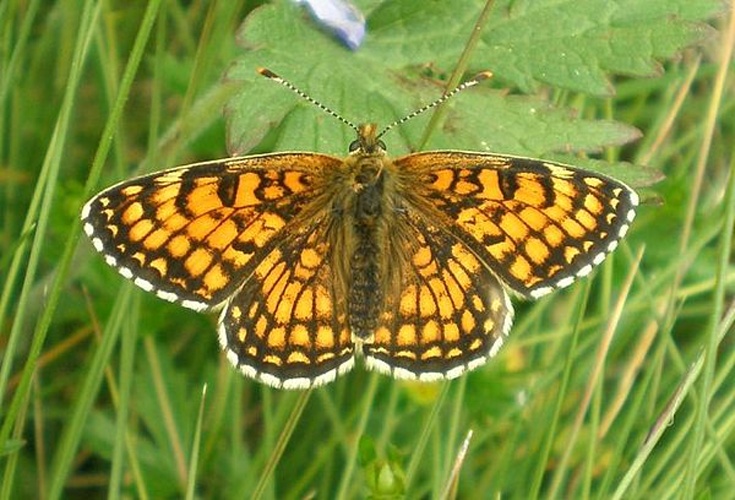Melitaea parthenoides &copy; <a href="//commons.wikimedia.org/wiki/User:Hinox" title="User:Hinox">Joan Carles Hinojosa Galisteo</a>