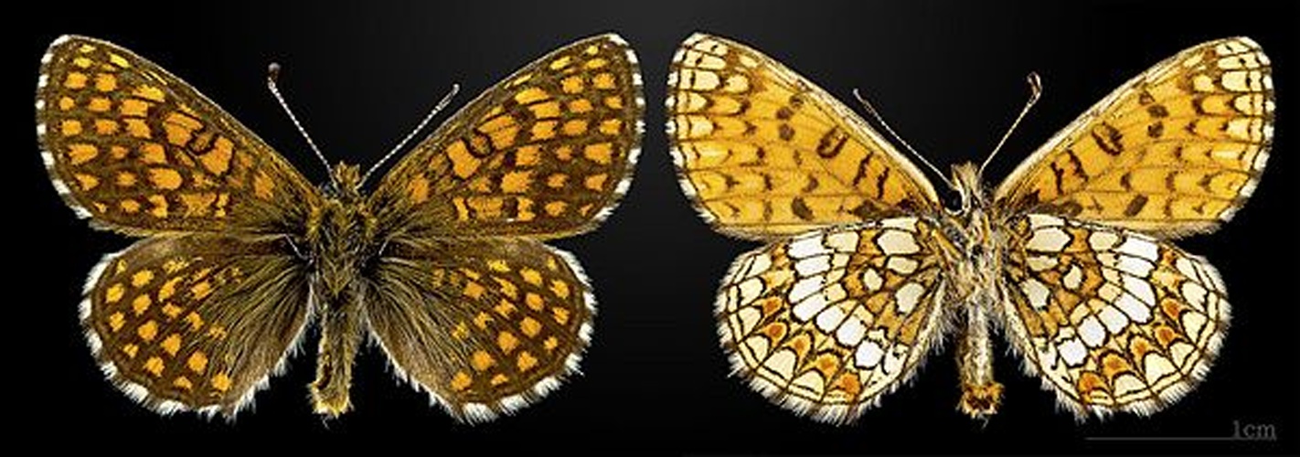 Melitaea aurelia &copy; <a href="//commons.wikimedia.org/wiki/User:Archaeodontosaurus" title="User:Archaeodontosaurus">Didier Descouens</a>