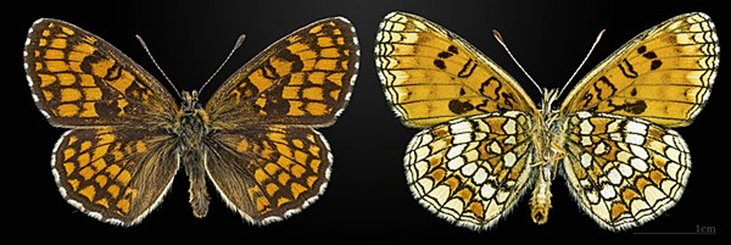 Heath Fritillary &copy; <a href="//commons.wikimedia.org/wiki/User:Archaeodontosaurus" title="User:Archaeodontosaurus">Didier Descouens</a>