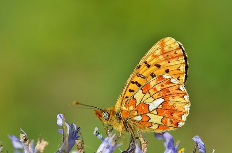 Boloria euphrosyne © <a rel="nofollow" class="external text" href="https://www.flickr.com/people/9082612@N05">Gilles San Martin</a> from Namur, Belgium