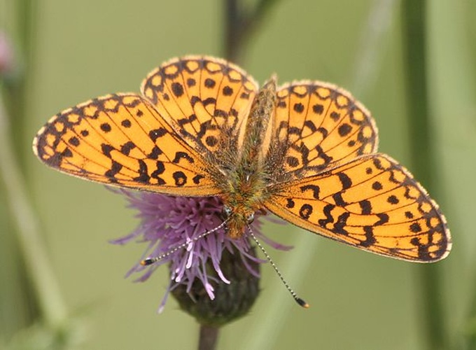 Boloria selene &copy; <a href="//commons.wikimedia.org/wiki/User:N_p_holmes" title="User:N p holmes">N p holmes</a>