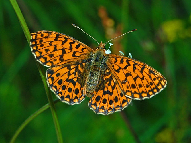 Boloria dia © <a href="//commons.wikimedia.org/wiki/User:Hectonichus" title="User:Hectonichus">Hectonichus</a>