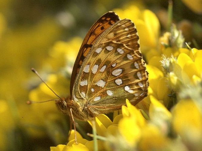 Dark Green Fritillary &copy; Banco de imágenes del CNICE - MEC