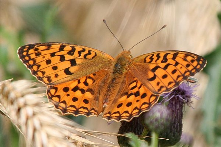 High Brown Fritillary © <a href="//commons.wikimedia.org/wiki/User:Rosenzweig" title="User:Rosenzweig">Rosenzweig</a>