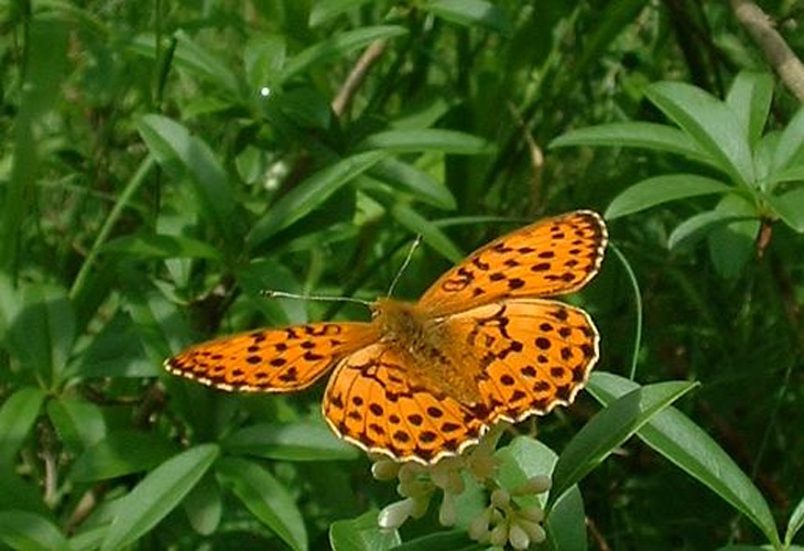 Argynnis niobe &copy; <a href="https://en.wikipedia.org/wiki/fr:User:Jeffdelonge" class="extiw" title="w:fr:User:Jeffdelonge">Jeffdelonge</a> at <a href="https://en.wikipedia.org/wiki/fr:" class="extiw" title="w:fr:">French Wikipedia</a>