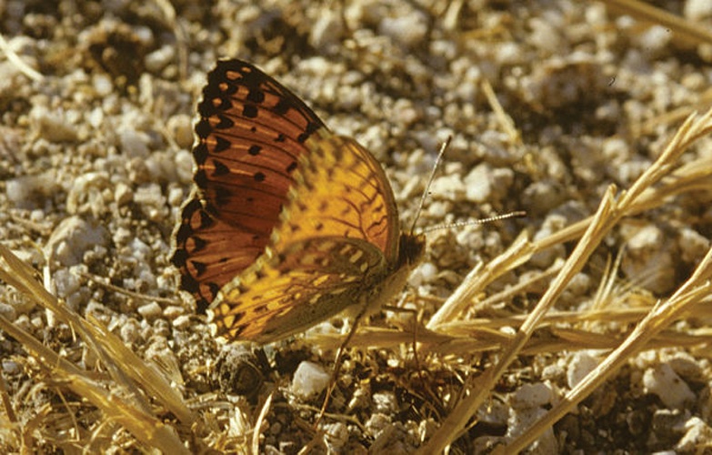 Fabriciana elisa © Tom Nygaard Kristensen