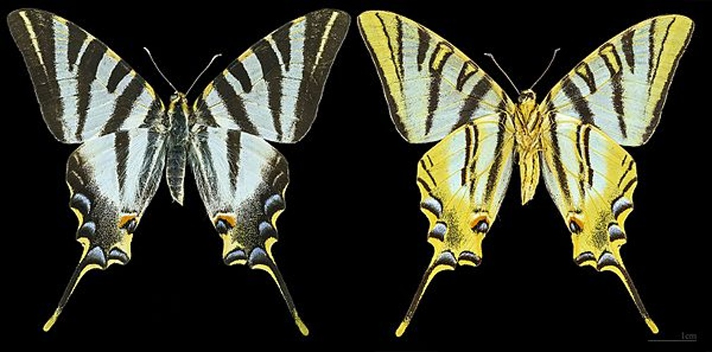 Iphiclides feisthamelii © <div class="fn value">
<a href="//commons.wikimedia.org/wiki/User:Archaeodontosaurus" title="User:Archaeodontosaurus">Didier Descouens</a>
</div>