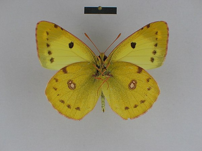 Colias alfacariensis &copy; Josef Grieshuber