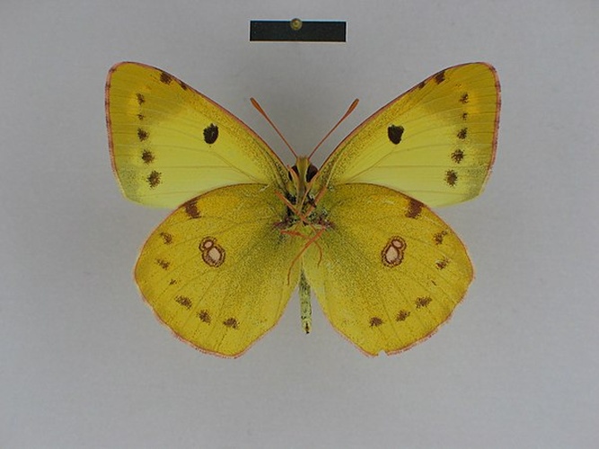 Colias alfacariensis © Josef Grieshuber