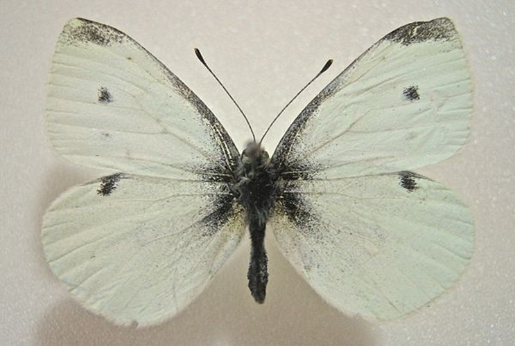 Small Cabbage White © <a href="//commons.wikimedia.org/wiki/User:Ypna" title="User:Ypna">Ypna</a>