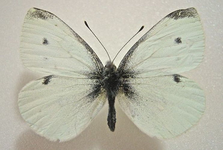 Small Cabbage White &copy; <a href="//commons.wikimedia.org/wiki/User:Ypna" title="User:Ypna">Ypna</a>