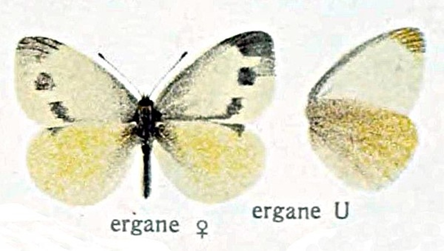 Pieris ergane © <span lang="en">Unknown</span>