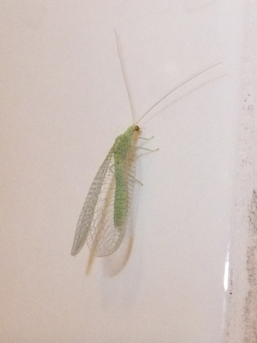 Dichochrysa prasina &copy; <a href="//commons.wikimedia.org/wiki/User:Syrio" title="User:Syrio">Syrio</a>