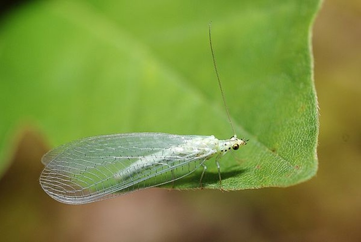 Dichochrysa ventralis &copy; <a rel="nofollow" class="external text" href="https://www.flickr.com/photos/9082612@N05">Gilles San Martin</a>