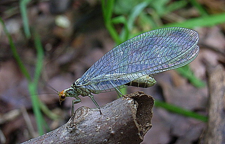 Nothochrysa fulviceps © <a href="//commons.wikimedia.org/wiki/User:Siga" title="User:Siga">Siga</a>