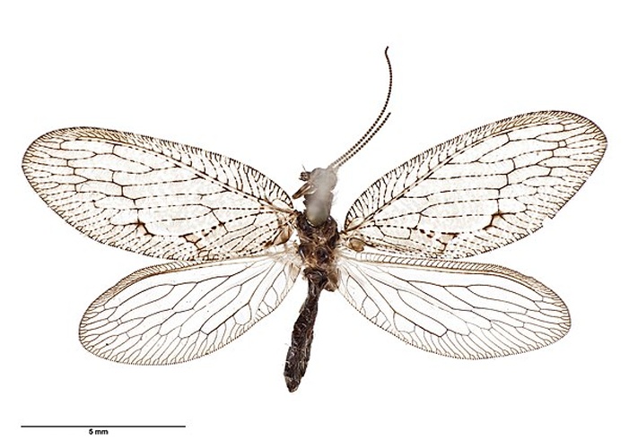 Wesmaelius subnebulosus &copy; Auckland War Memorial Museum