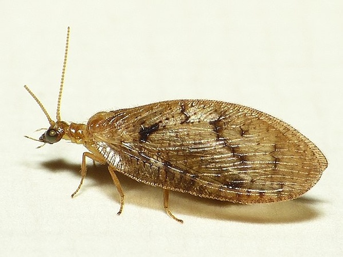 Hemerobius pini &copy; <table style="width:100%; border:1px solid #aaa; background:#efd; text-align:center"><tbody><tr>
<td>
<a href="//commons.wikimedia.org/wiki/File:Aspitates_ochrearia.jpg" class="image"><img alt="Aspitates ochrearia.jpg" src="https://upload.wikimedia.org/wikipedia/commons/thumb/b/bc/Aspitates_ochrearia.jpg/55px-Aspitates_ochrearia.jpg" decoding="async" width="55" height="41" srcset="https://upload.wikimedia.org/wikipedia/commons/thumb/b/bc/Aspitates_ochrearia.jpg/83px-Aspitates_ochrearia.jpg 1.5x, https://upload.wikimedia.org/wikipedia/commons/thumb/b/bc/Aspitates_ochrearia.jpg/110px-Aspitates_ochrearia.jpg 2x" data-file-width="800" data-file-height="600"></a>
</td>
<td>This image is created by user <a rel="nofollow" class="external text" href="http://waarneming.nl/user/photos/19474">Dick Belgers</a> at <a rel="nofollow" class="external text" href="http://waarneming.nl/">waarneming.nl</a>, a source of nature observations in the Netherlands.
</td>
</tr></tbody></table>