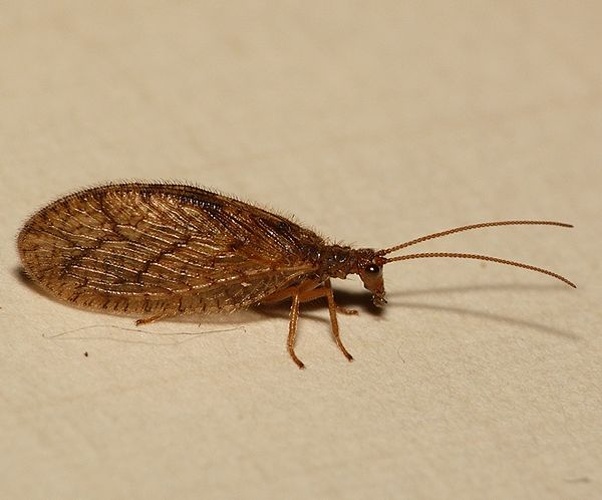 Micromus angulatus &copy; <table style="width:100%; border:1px solid #aaa; background:#efd; text-align:center"><tbody><tr>
<td>
<a href="//commons.wikimedia.org/wiki/File:Aspitates_ochrearia.jpg" class="image"><img alt="Aspitates ochrearia.jpg" src="https://upload.wikimedia.org/wikipedia/commons/thumb/b/bc/Aspitates_ochrearia.jpg/55px-Aspitates_ochrearia.jpg" decoding="async" width="55" height="41" srcset="https://upload.wikimedia.org/wikipedia/commons/thumb/b/bc/Aspitates_ochrearia.jpg/83px-Aspitates_ochrearia.jpg 1.5x, https://upload.wikimedia.org/wikipedia/commons/thumb/b/bc/Aspitates_ochrearia.jpg/110px-Aspitates_ochrearia.jpg 2x" data-file-width="800" data-file-height="600"></a>
</td>
<td>This image is created by user <a rel="nofollow" class="external text" href="http://waarneming.nl/user/photos/19474">Dick Belgers</a> at <a rel="nofollow" class="external text" href="http://waarneming.nl/">waarneming.nl</a>, a source of nature observations in the Netherlands.
</td>
</tr></tbody></table>