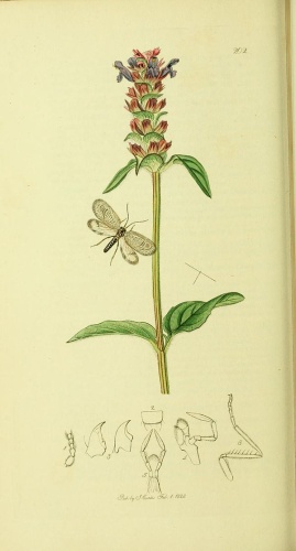 Megalomus hirtus © <bdi><a href="https://en.wikipedia.org/wiki/en:John_Curtis_(entomologist)" class="extiw" title="w:en:John Curtis (entomologist)">John Curtis</a>
</bdi>