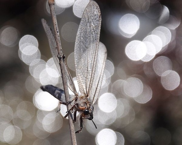 Acanthaclisis occitanica &copy; <a href="//commons.wikimedia.org/wiki/User:Kurgus" title="User:Kurgus">Kurgus</a>