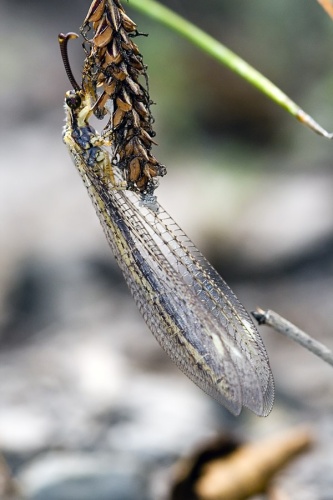 Macronemurus appendiculatus © www.invertebradosdehuesca.com