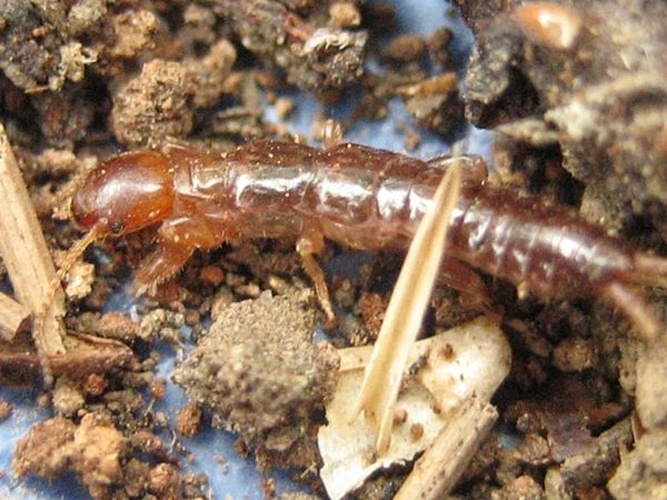 Haploembia solieri &copy; <a rel="nofollow" class="external text" href="https://www.flickr.com/people/67889272@N00">Neil Kelley</a>