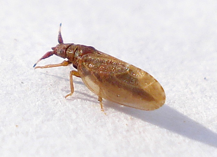 Livia junci &copy; <a rel="nofollow" class="external text" href="https://www.flickr.com/photos/25258702@N04">Mick Talbot</a>