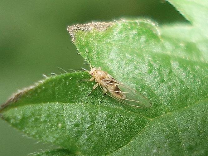 Trioza urticae &copy; <a href="//commons.wikimedia.org/wiki/User:Sanja565658" title="User:Sanja565658">Sanja565658</a>