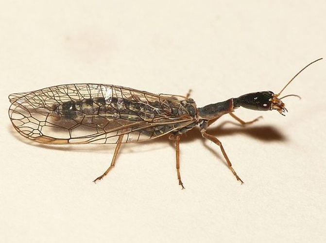 Xanthostigma xanthostigma © <table style="width:100%; border:1px solid #aaa; background:#efd; text-align:center"><tbody><tr>
<td>
<a href="//commons.wikimedia.org/wiki/File:Aspitates_ochrearia.jpg" class="image"><img alt="Aspitates ochrearia.jpg" src="https://upload.wikimedia.org/wikipedia/commons/thumb/b/bc/Aspitates_ochrearia.jpg/55px-Aspitates_ochrearia.jpg" decoding="async" width="55" height="41" srcset="https://upload.wikimedia.org/wikipedia/commons/thumb/b/bc/Aspitates_ochrearia.jpg/83px-Aspitates_ochrearia.jpg 1.5x, https://upload.wikimedia.org/wikipedia/commons/thumb/b/bc/Aspitates_ochrearia.jpg/110px-Aspitates_ochrearia.jpg 2x" data-file-width="800" data-file-height="600"></a>
</td>
<td>This image is created by user <a rel="nofollow" class="external text" href="http://waarneming.nl/user/photos/19474">Dick Belgers</a> at <a rel="nofollow" class="external text" href="http://waarneming.nl/">waarneming.nl</a>, a source of nature observations in the Netherlands.
</td>
</tr></tbody></table>