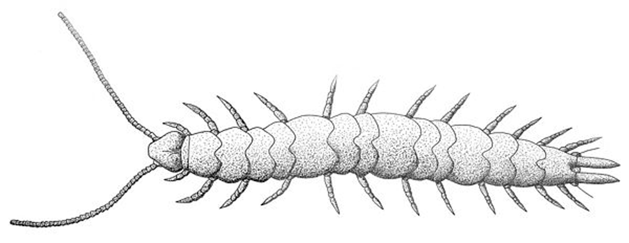 Scutigerella immaculata © authors: Ralf Janssen, Nikola-Michael Prpic and Wim GM Damen