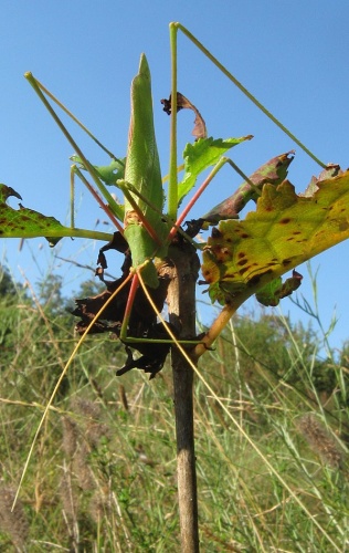 Acrometopa servillea &copy; <a href="//commons.wikimedia.org/w/index.php?title=User:CarlaSchneider&amp;action=edit&amp;redlink=1" class="new" title="User:CarlaSchneider (page does not exist)">CarlaSchneider</a>