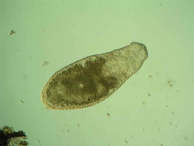 Geocentrophora sphyrocephala © <a rel="nofollow" class="external text" href="https://www.flickr.com/people/89882529@N00">Christopher Laumer</a> from Somerville, PA, United States of America