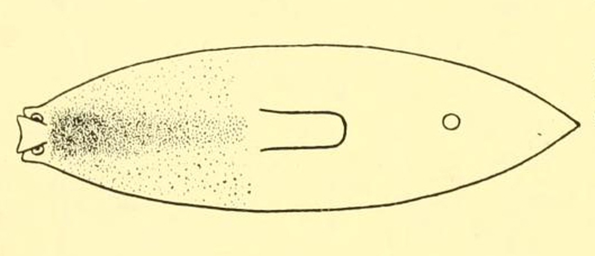 Bdellocephala punctata © Bröndsted H