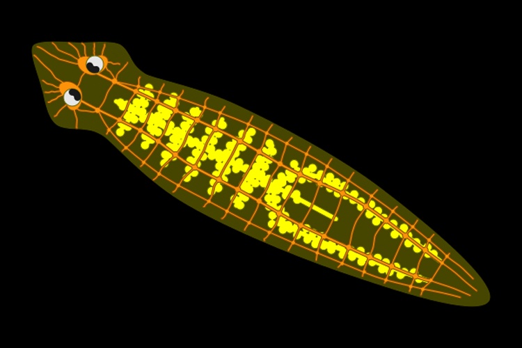 Dugesia gonocephala © <a href="//commons.wikimedia.org/wiki/User:Zapyon" title="User:Zapyon">Andreas Neudecker</a> <div class="mw-content-ltr">
<table cellspacing="0" style="color:#000;background:#DDD;border:1px solid #BBB;margin:.1em;width:;" class="createdwithtemplate layouttemplate"><tbody><tr>
<td style="width:1.2em;height:1.2em;padding:.2em;">
<div class="center"><div class="floatnone"><a href="//commons.wikimedia.org/wiki/File:Inkscape-un.svg" title="File:Inkscape-un.svg"><img alt="Inkscape-un.svg" src="https://upload.wikimedia.org/wikipedia/commons/thumb/d/df/Inkscape-un.svg/20px-Inkscape-un.svg.png" decoding="async" width="20" height="17" srcset="https://upload.wikimedia.org/wikipedia/commons/thumb/d/df/Inkscape-un.svg/30px-Inkscape-un.svg.png 1.5x, https://upload.wikimedia.org/wikipedia/commons/thumb/d/df/Inkscape-un.svg/40px-Inkscape-un.svg.png 2x" data-file-width="500" data-file-height="420"></a></div></div>
</td>
<td style="font-size:.85em;padding:.2em;vertical-align:middle;">This <i>W3C-<b>unsp