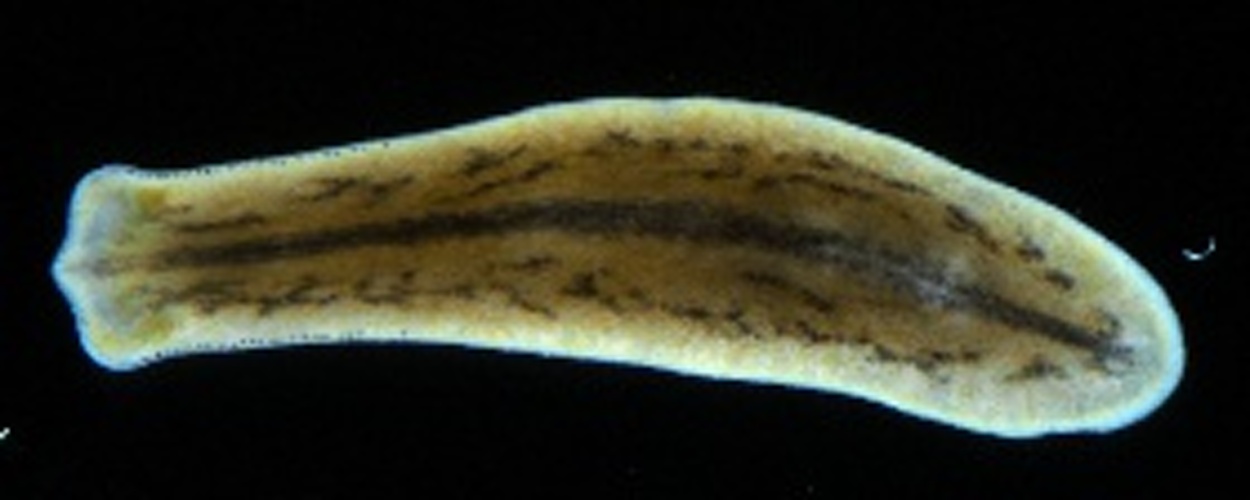 Polycelis tenuis &copy; Holger Brandl, HongKee Moon, Miquel Vila-Farré, Shang-Yun Liu, Ian Henry, and Jochen C. Rink