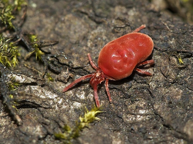 Trombidium holosericeum © <a href="//commons.wikimedia.org/wiki/User:LC-de" title="User:LC-de">Jörg Hempel</a>