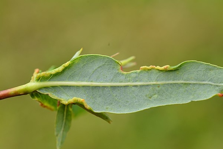 Aculus truncatus © <a rel="nofollow" class="external text" href="https://www.flickr.com/people/9082612@N05">Gilles San Martin</a> from Namur, Belgium