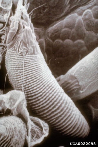 Aceria chondrillae &copy; Eric Coombs, Oregon Department of Agriculture