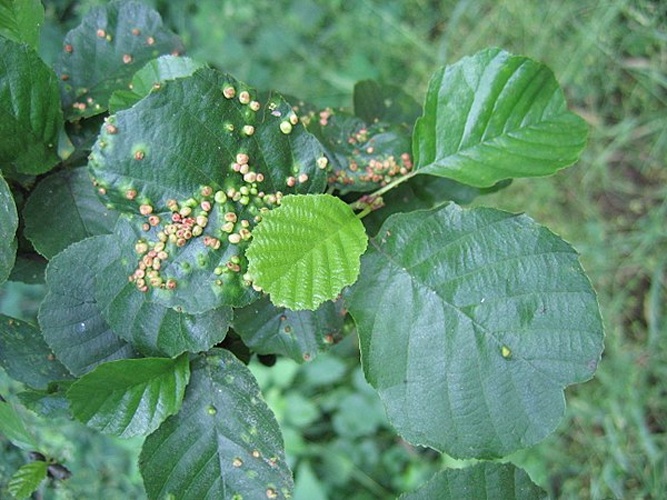 Eriophyes laevis © <a href="//commons.wikimedia.org/wiki/User:Nova" title="User:Nova">Nova</a>