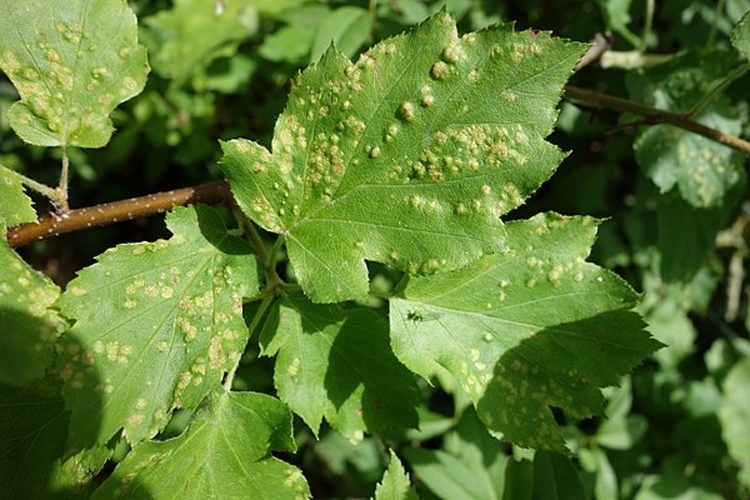 Eriophyes pyri © <a href="//commons.wikimedia.org/wiki/User:Jean.claude" title="User:Jean.claude">Jean.claude</a>