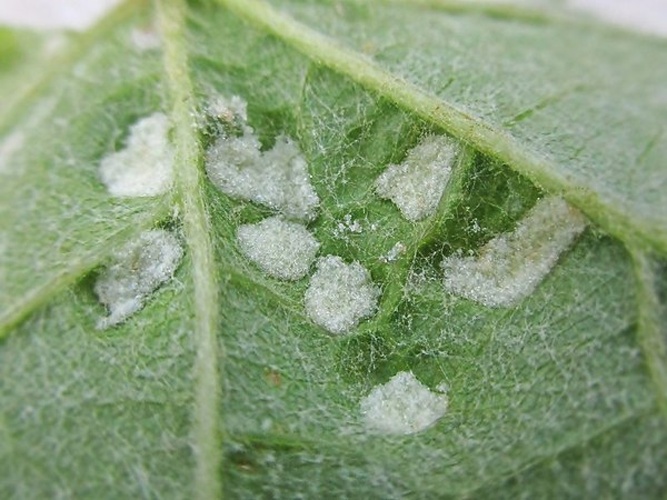 Colomerus vitis &copy; <a href="//commons.wikimedia.org/wiki/User:Bj.schoenmakers" title="User:Bj.schoenmakers">Bj.schoenmakers</a>