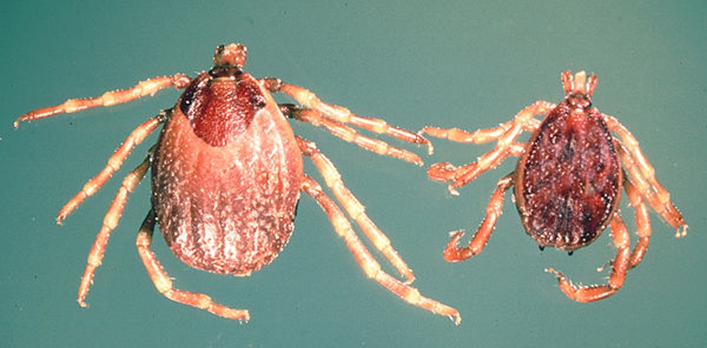 Hyalomma anatolicum &copy; <a href="//commons.wikimedia.org/w/index.php?title=User:Alan_R_Walker&amp;action=edit&amp;redlink=1" class="new" title="User:Alan R Walker (page does not exist)">Alan R Walker</a>