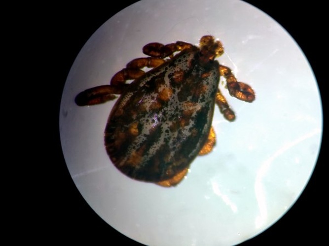 Haemaphysalis concinna © <a href="//commons.wikimedia.org/w/index.php?title=User:Bramborica&amp;action=edit&amp;redlink=1" class="new" title="User:Bramborica (page does not exist)">Bramborica</a>