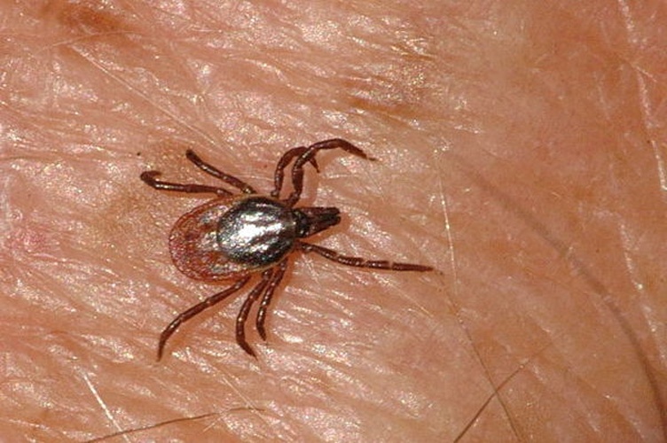 Ixodes ricinus &copy; James K. Lindsey