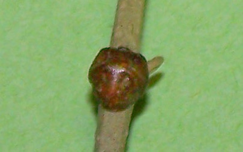 Saissetia oleae © <a href="//commons.wikimedia.org/wiki/User:Eric.Coffinet" class="mw-redirect" title="User:Eric.Coffinet">Eric.Coffinet</a>