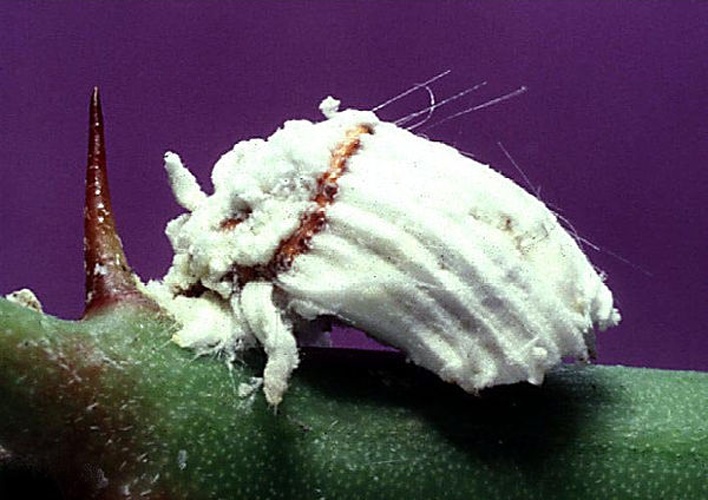 Icerya purchasi &copy; 