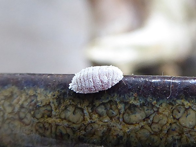 Planococcus vovae &copy; <a href="//commons.wikimedia.org/wiki/User:Syrio" title="User:Syrio">Syrio</a>