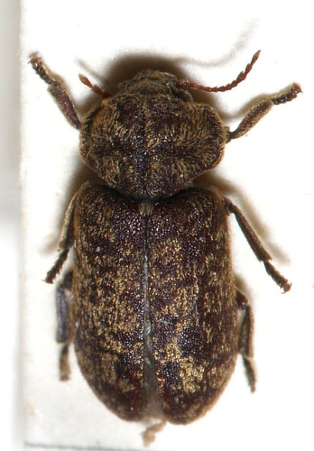 Death watch beetle © <a href="//commons.wikimedia.org/wiki/User:Sarefo" title="User:Sarefo">Sarefo</a>