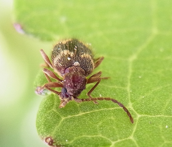 Ptinus rufipes &copy; <a href="//commons.wikimedia.org/wiki/User:Siga" title="User:Siga">Siga</a>