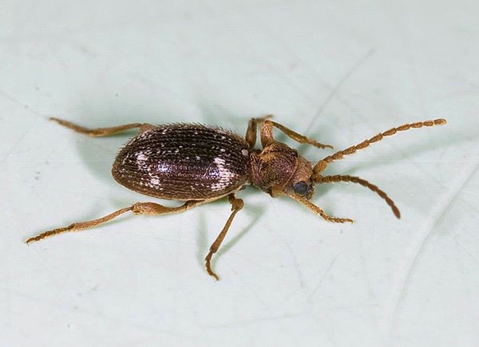 Ptinus fur &copy; <ul>
<li>
<a href="//commons.wikimedia.org/wiki/File:Ptinus_fur.jpg" title="File:Ptinus fur.jpg">Ptinus_fur.jpg</a>: Joseph Berger, Bugwood.org</li>
<li>derivative work: <a href="//commons.wikimedia.org/wiki/User:Stemonitis" title="User:Stemonitis">Stemonitis</a> (<a href="//commons.wikimedia.org/wiki/User_talk:Stemonitis" title="User talk:Stemonitis"><span class="signature-talk">talk</span></a>)</li>
</ul>